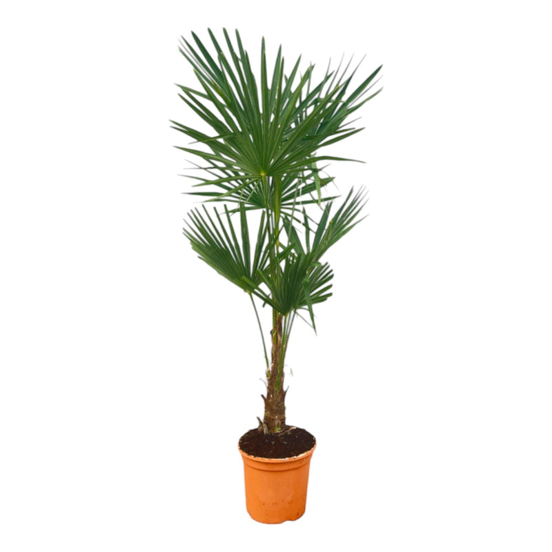 Hanfpalme Trachycarpus Fortuneii, 120-160cm, Ø27