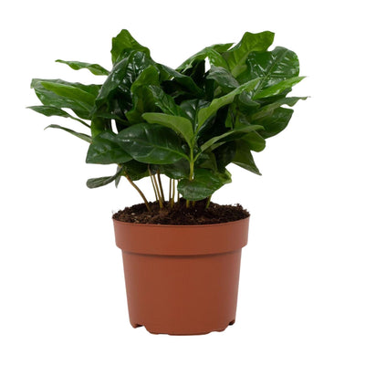 Arabica Kaffeepflanze im 12cm Topf - Ø12cm - ↕22cm