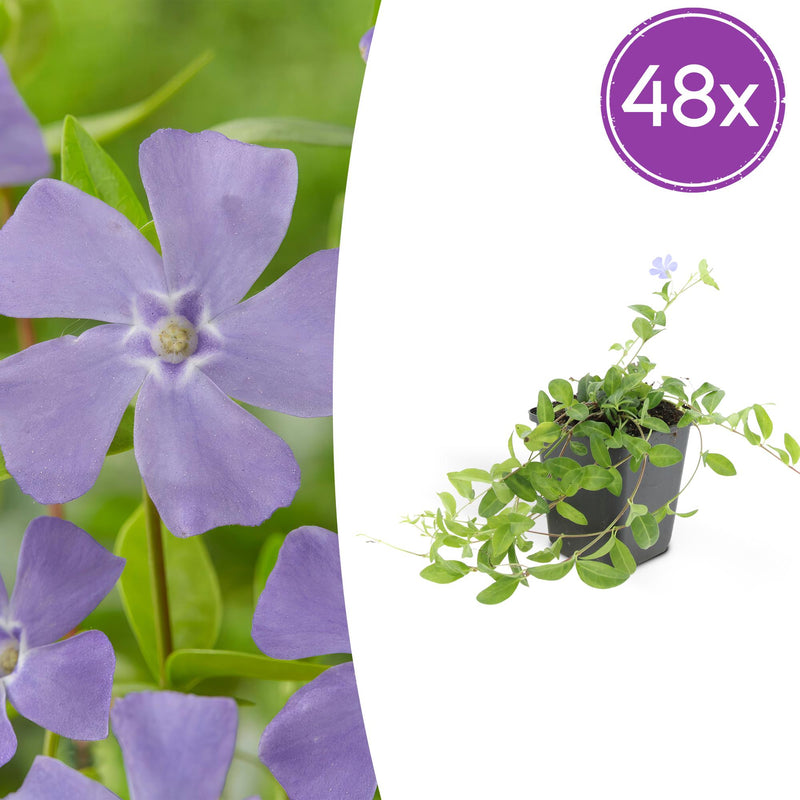 48x Lesser Periwinkle (Vinca minor) - 10-25cm high - Ø9cm pot