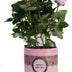 Rosa Hellrosa Geschenkrose im P&PURE Special Pour Toi Design Bild 1