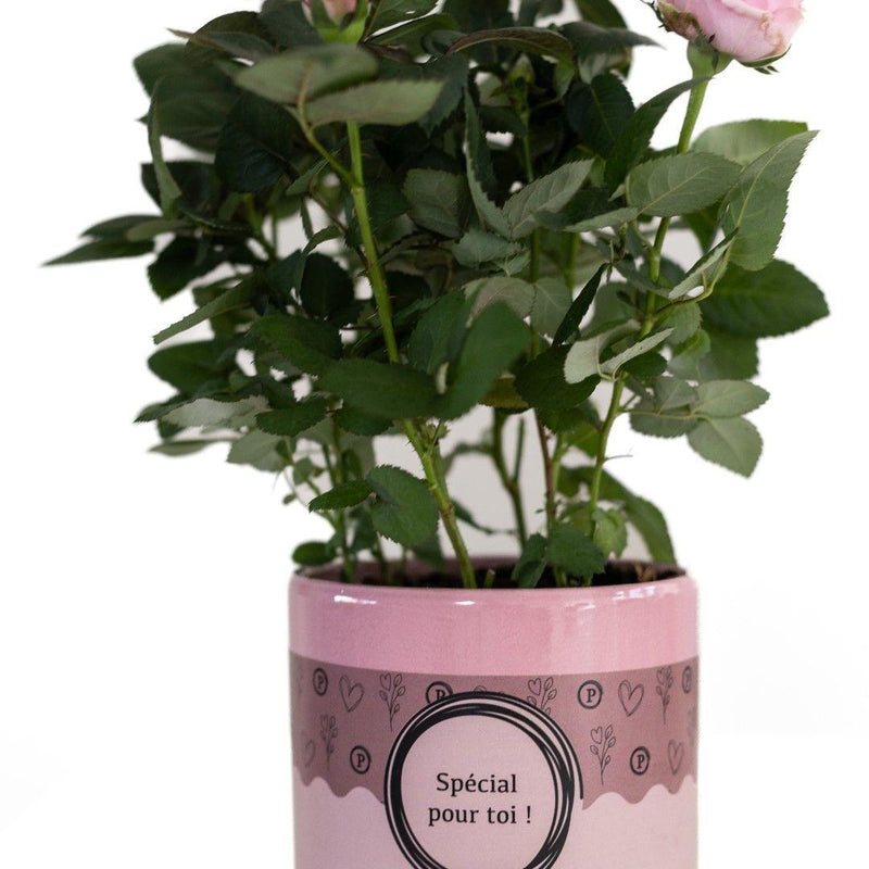 Rosa Hellrosa Geschenkrose im P&PURE Special Pour Toi Design