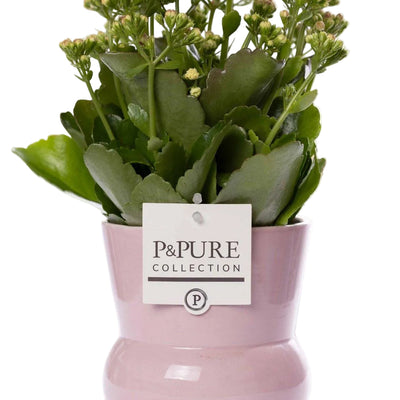 Kalanchoe Pink Zimmerpflanze in rosa Keramikvase - Pflegeleicht & Dekorativ