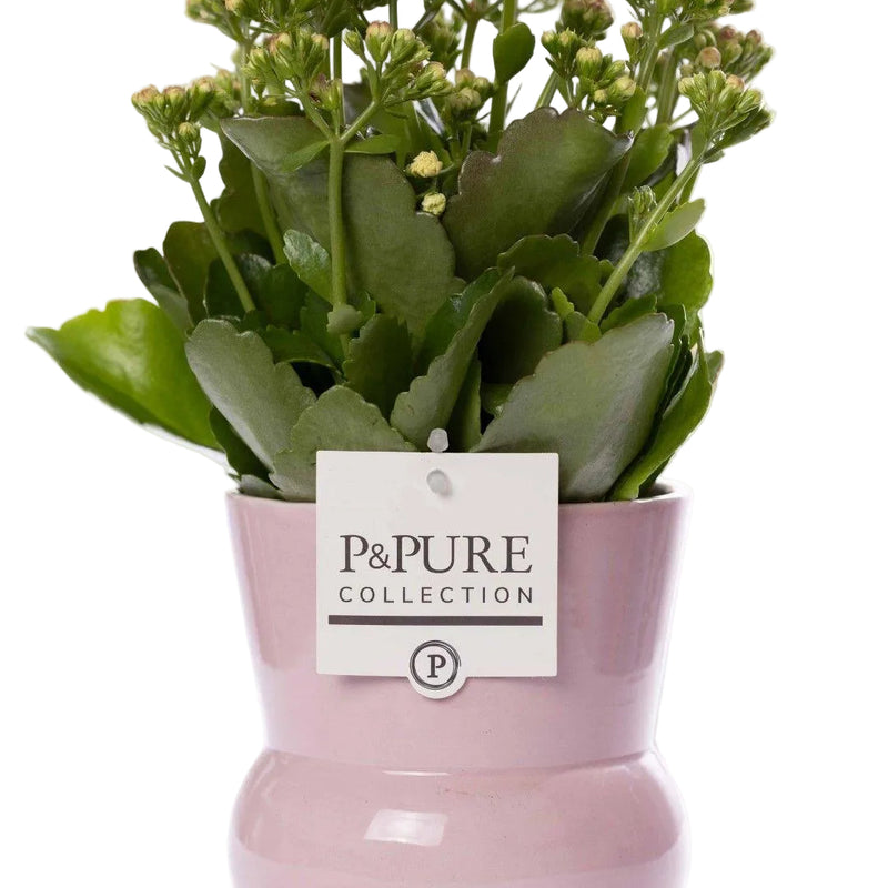 Kalanchoe Pink Zimmerpflanze in rosa Keramikvase - Pflegeleicht & Dekorativ