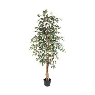 Künstliche Ficus Benjamina Variegata, 160cm, pflegeleicht