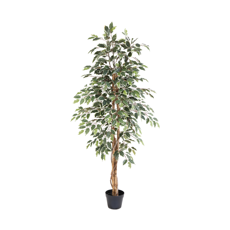 Artificial Ficus Benjamina Variegata, 160cm, easy-care