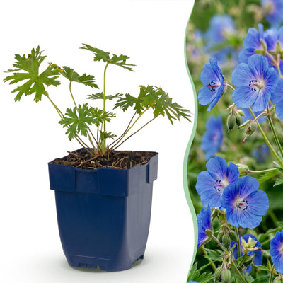 Green boutiQ - Perennial - Geranium Johnson's Blue - Cranesbill - Ground Cover - Blue - 3 Plants - 11cm Pot - 15-25cm Height