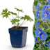 Green boutiQ - Perennial - Geranium Johnson's Blue - Crane's Bill - Ground Cover - Blue - 3 Plants - Pot 11cm - Height 15-25cm Bild 2