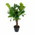 Ficus Lyrata (Geigenfeige) - Ø26cm - ↕100cm Bild 1