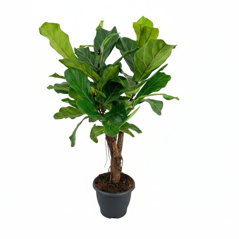 Ficus Lyrata (Geigenfeige) - Ø26cm - ↕100cm