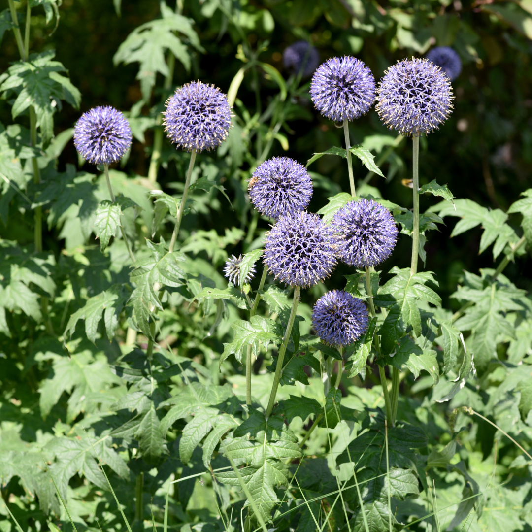 48x Echinops ritro - ↕10-25cm - Ø9cm