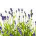 10er Spar-Bundle: 5x Lavendel angustifolia (Echter Lavendel) & 5x Zebra Gras 'Strictus' - Beet-Pflanzen Set - 40-60cm (19cm & 23cm Topf) Bild 10