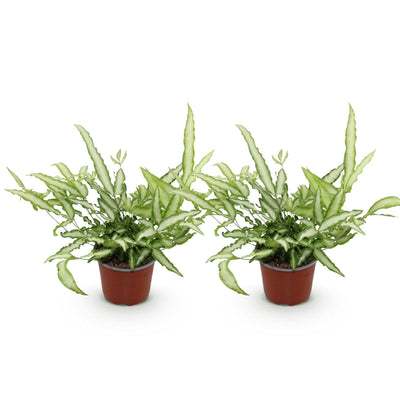 Green boutiQ Pteris cretica Albolineata (Streifenfarn) - 2 Pflanzen