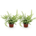 Green boutiQ Pteris cretica Albolineata (Streifenfarn) - 2 Pflanzen Bild 2