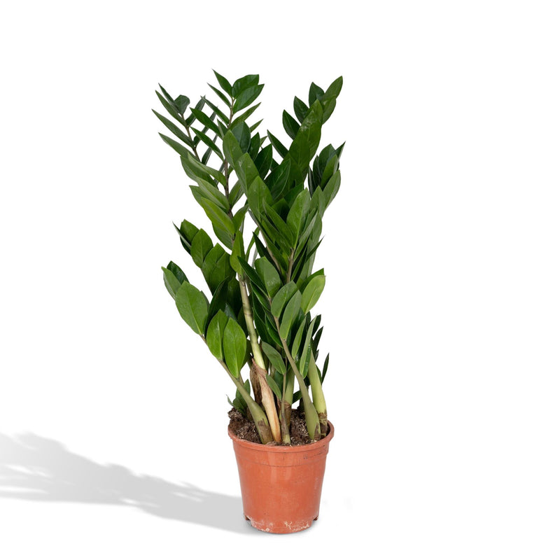 Zamioculcas Zamiifolia (ZZ Plant) - Ø17cm, ↕70cm