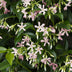 2x Trachelospermum 'Star of Ibiza' - Sternjasmin, 65cm, Ø15 Bild 6