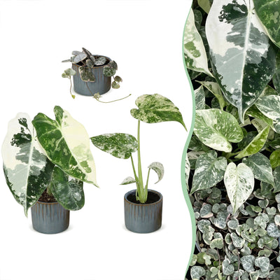 3x Baby Variegata Mix: Alocasia Frydek, Monstera Mint, Ceropegia Woodii