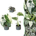 3x Baby Variegata Mix: Alocasia Frydek, Monstera Mint, Ceropegia Woodii Bild 1