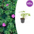 48x Geranium 'Tiny Monster' | 10-25cm hoch | Ø9cm Topf Bild 1