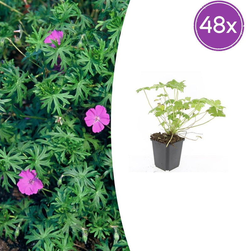 48x Geranium 'Tiny Monster' | 10-25cm hoch | Ø9cm Topf