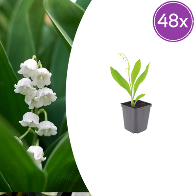 48x Maiglöckchen (Convallaria majalis) - 10-25cm