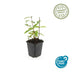 60x Hypericum inodorum 'Annebel' - ↕10-25cm - Ø9cm Bild 5