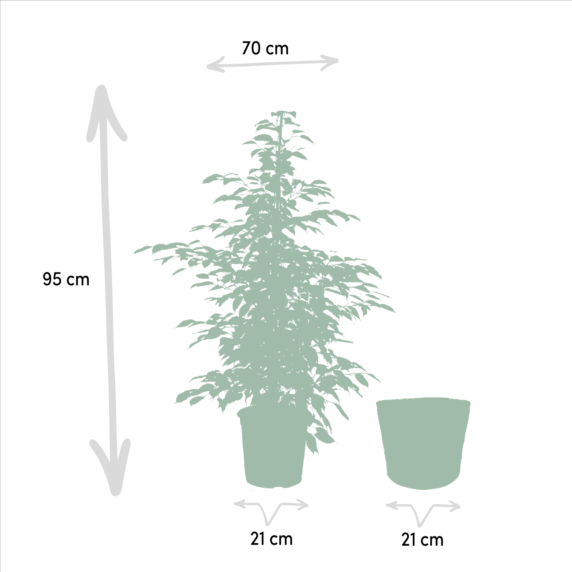 Ficus benjamina Twilight - Ø21cm - ↕95cm + Korb Selin
