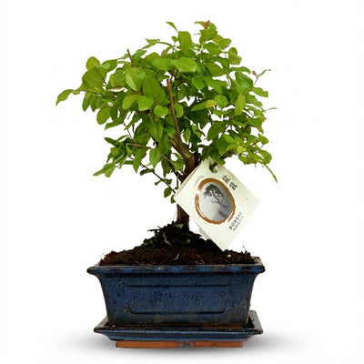 Bonsai Kugelbaum 25-30 cm in Keramikschale
