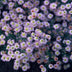 24x Aster ageratoides 'Stardust' | Weiß | 10-25cm | Ø9cm Bild 5