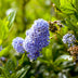 Ceanothus impressus Victoria - Lila Blüte, Immergrün, Topf 19cm, H 90cm Bild 5