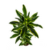 Dracaena Fragrans Golden Coast mit Korb Ø24cm - ↕130 - 150cm Bild 6