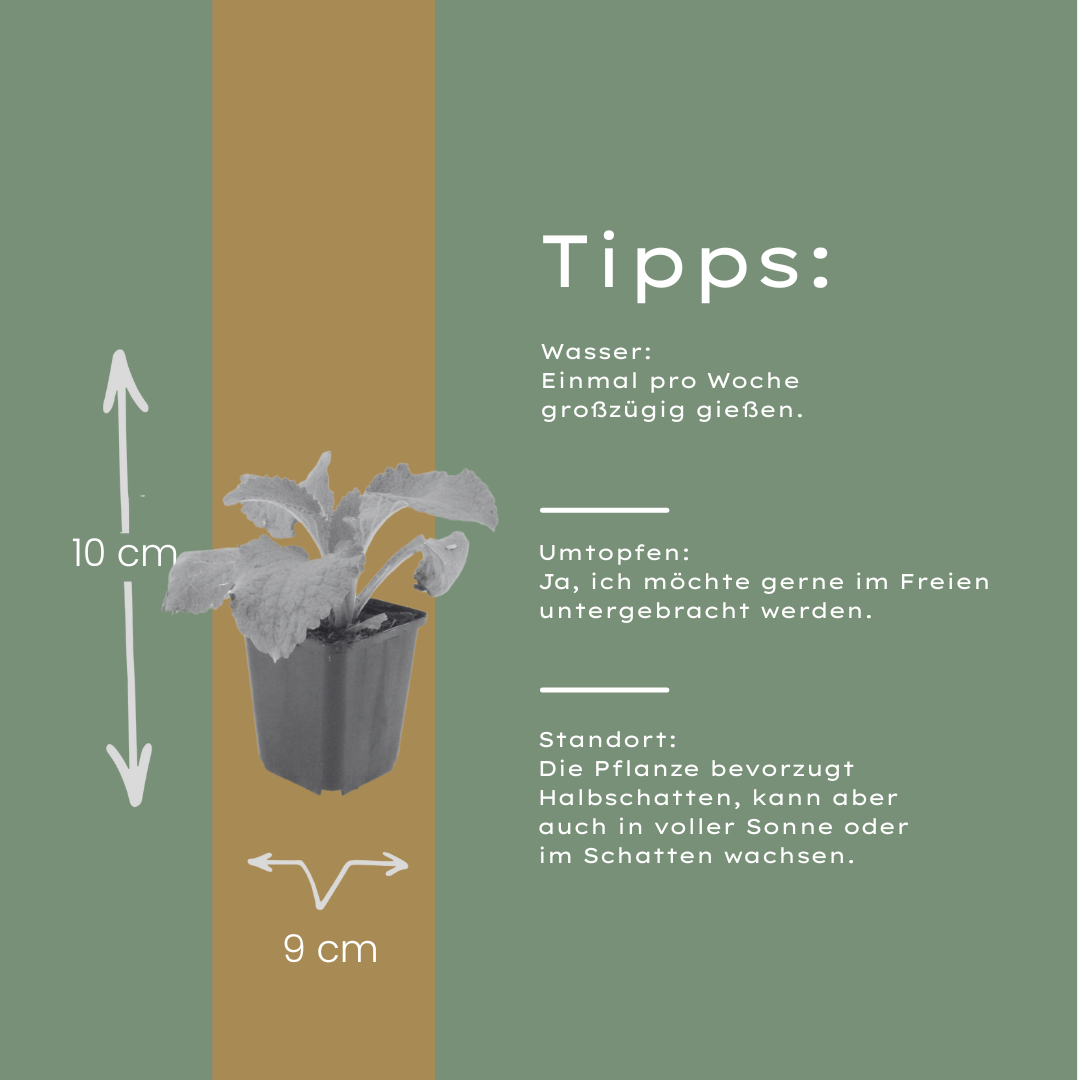 12x Roter Fingerhut (Digitalis purpurea), 10-25cm, Ø9cm