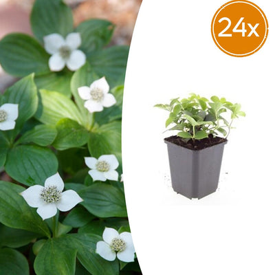 24x Cornus canadensis - ↕10-25cm - Ø9cm