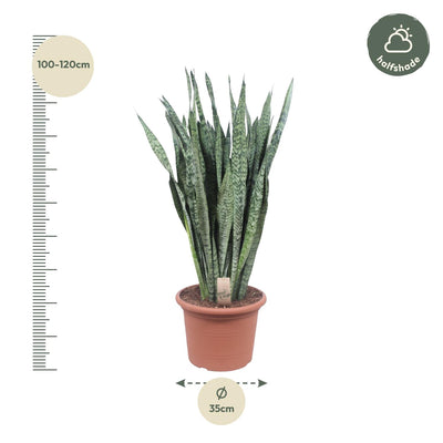 Sansevieria Zeylanica - 110 cm - Ø35 | Pflegeleichte Zimmerpflanze