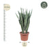 Sansevieria Zeylanica - 110 cm - Ø35 | Pflegeleichte Zimmerpflanze Bild 2