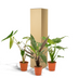 Alocasia Trio: Zebrina, Cucullata & Lauterbachiana Bild 7