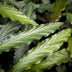 Green boutiQ - Zimmerpflanzen - Calathea Rufibarba - Pfauenpflanze - Wenig Pflege - mit Korb - Grün - 2 Pflanzen - Topf 17cm - Höhe 55-60cm Bild 5
