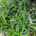 GreenboutiQ Ziergras Carex morrowii Irish Green - 4 Pflanzen Bild 6