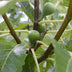Ficus Gustissimo Perretta – Elegante Zimmerpflanze Ø13cm, 45cm hoch Bild 5