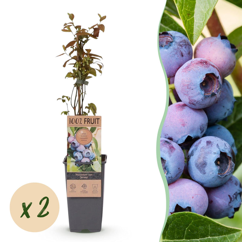 Blueberry 'Jersey' - Winter-hardy, 2 Plants for Balcony & Garden