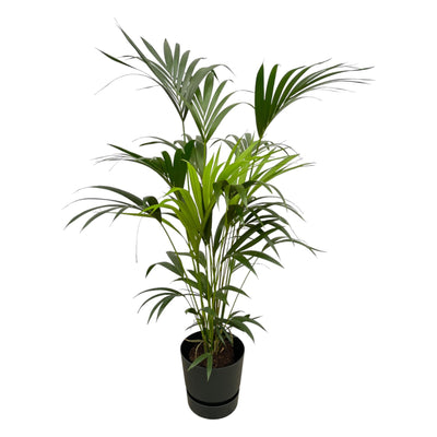 Kentia-Palme mit Elho Topf, 160 cm, Ø30