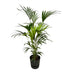 Kentia-Palme mit Elho Topf, 160 cm, Ø30 Bild 1