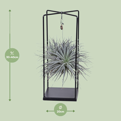 Tillandsia Mix 1 Stück, Ø20cm - ↕20cm, Luftpflanze für Ihr Zuhause