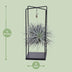 Tillandsia Mix 1 Stück, Ø20cm - ↕20cm, Luftpflanze für Ihr Zuhause Bild 2