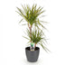 Dracaena Sunray (Drachenbaum) mit Topf, 90-100cm, Pflegeleicht Bild 2