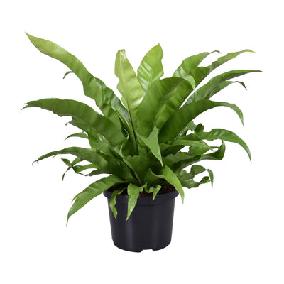 Asplenium Antiquum - Japanischer Nestfarn (Ø23cm, ↕60cm)