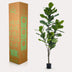 Künstliche Ficus Lyrata 'Tabakpflanze' - 150cm - Pflegeleicht Bild 5