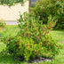 GreenboutiQ Stachelbeere 'Hinnomäki Röd' - 2 Pflanzen im Topf Bild 7