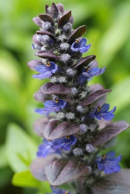 12x Ajuga reptans 'Catlin's Giant' - Bodendecker, 10-25cm