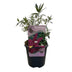 Green boutiQ - Gartenpflanze - Buddleja davidii Royal Red - Schmetterlingsstrauch - Winterhart - Rot - 1 Pflanze - Topf 17cm - Höhe 45cm Bild 2