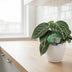 Peperomia Sarcophylla - Zimmerpflanze mit attraktiven Blattmustern Bild 3